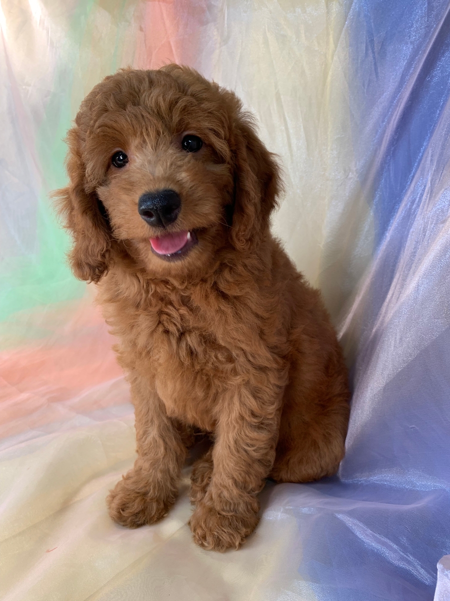 Male Miniature Goldendoodle Puppy for Sale in Iowa, DOB 6-2-2022, $1200